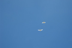 beachhandball-cup_2010_182_20180304_1035611085